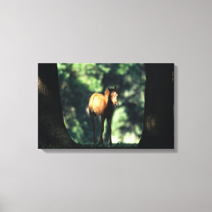 Arab Foal in the Trees Canvas Print