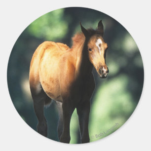 Arab Foal in the Trees Classic Round Sticker
