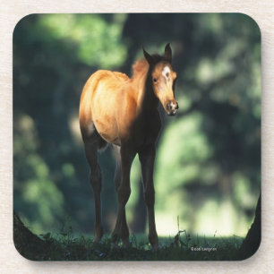 Arab Foal in the Trees Coaster
