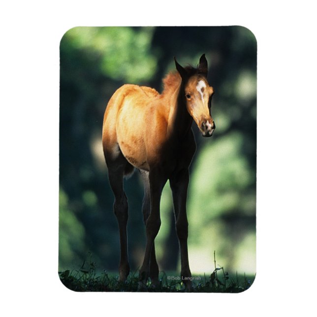 Arab Foal in the Trees Magnet (Vertical)