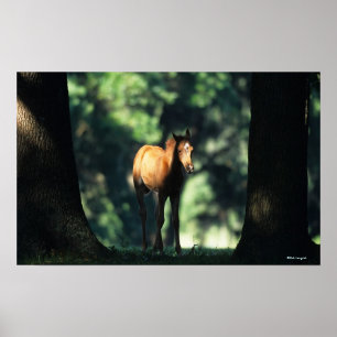 Arab Foal in the Trees Poster