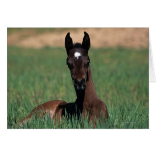 Arab Foal Laying Down