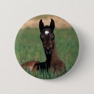 Arab Foal Laying Down 6 Cm Round Badge