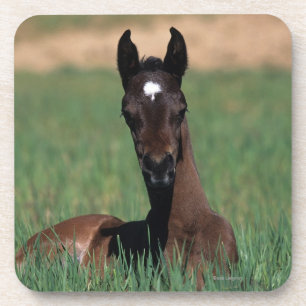 Arab Foal Laying Down Coaster