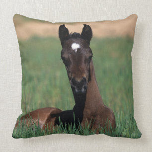 Arab Foal Laying Down Cushion