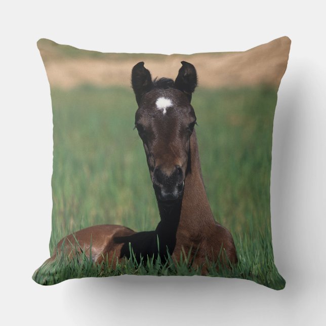 Arab Foal Laying Down Cushion (Front)