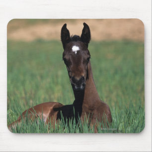 Arab Foal Laying Down Mouse Mat