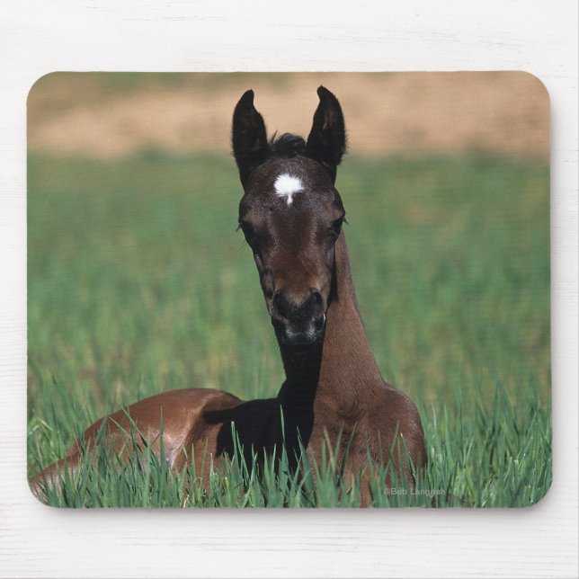 Arab Foal Laying Down Mouse Mat (Front)