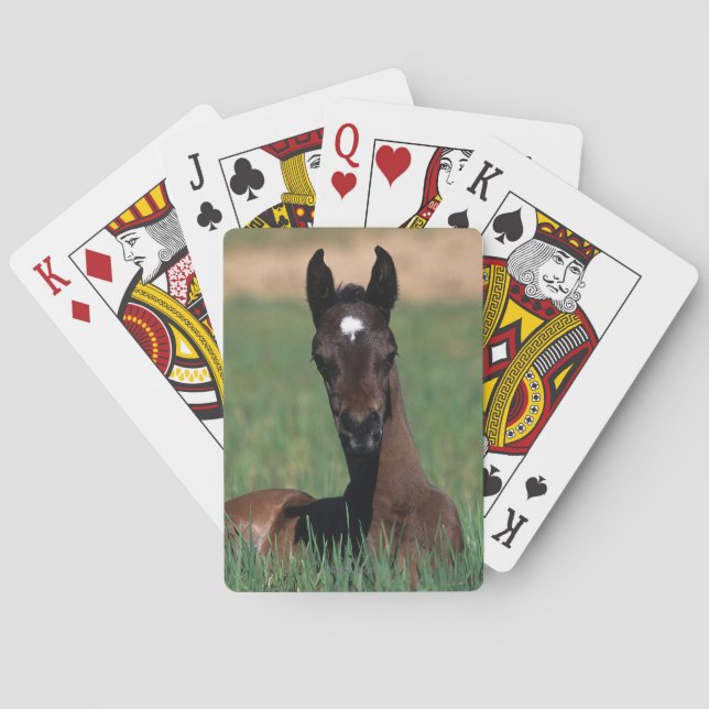 Arab Foal Laying Down Playing Cards (Back)