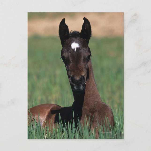Arab Foal Laying Down Postcard (Front)