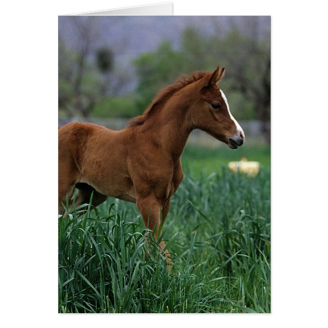 Arab Foal Standing (Front)