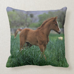 Arab Foal Standing Cushion