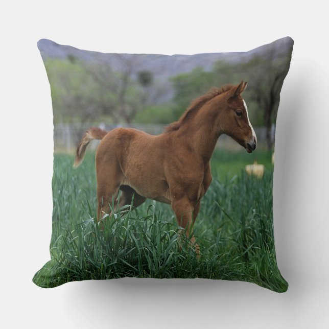 Arab Foal Standing Cushion (Front)