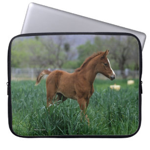 Arab Foal Standing Laptop Sleeve