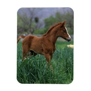 Arab Foal Standing Magnet