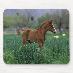 Arab Foal Standing Mouse Mat