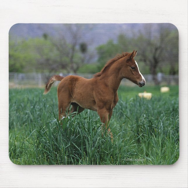 Arab Foal Standing Mouse Mat (Front)