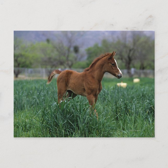 Arab Foal Standing Postcard (Front)