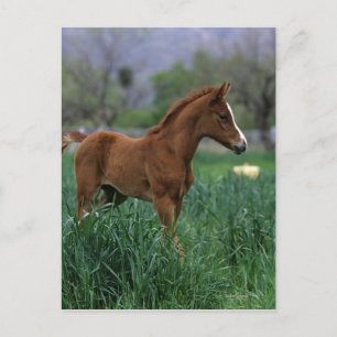 Arab Foal Standing Postcard