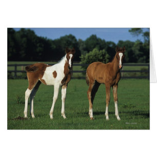 Arab Foals Standing in Grassy Field