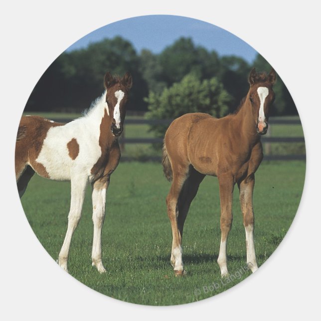 Arab Foals Standing in Grassy Field Classic Round Sticker (Front)