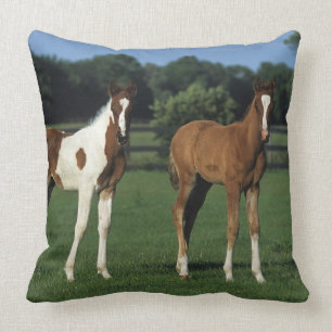 Arab Foals Standing in Grassy Field Cushion