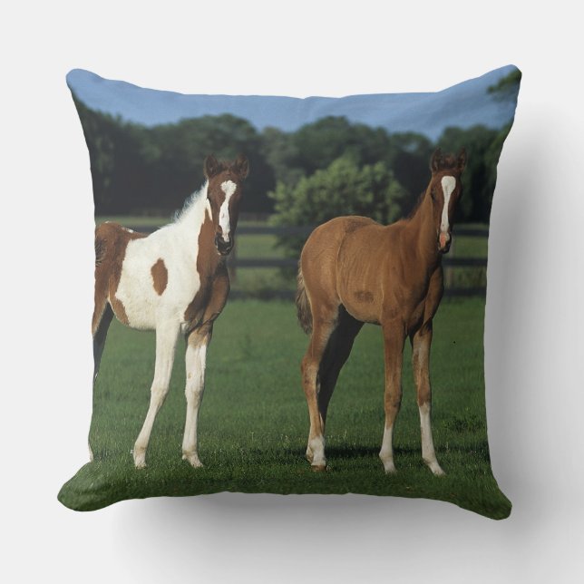 Arab Foals Standing in Grassy Field Cushion (Front)
