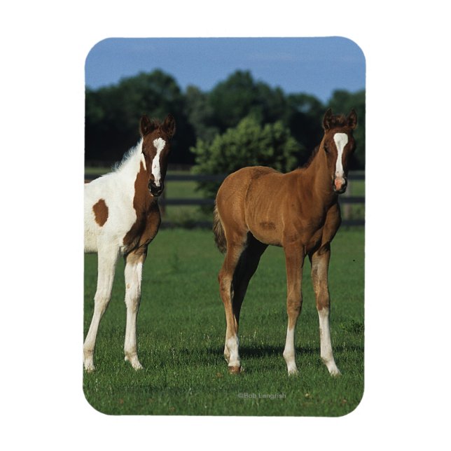 Arab Foals Standing in Grassy Field Magnet (Vertical)