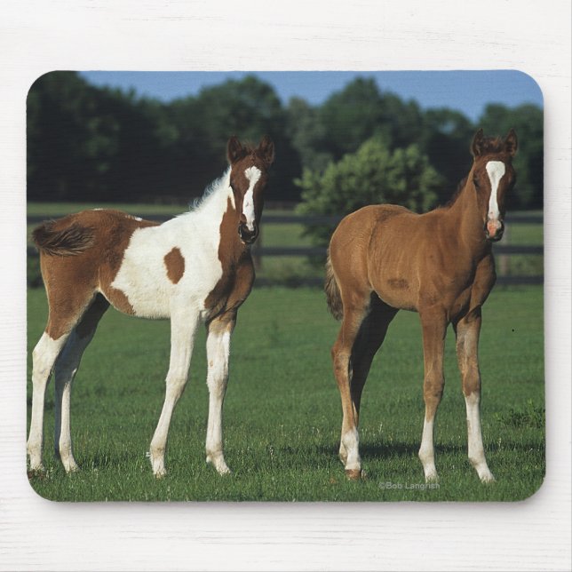 Arab Foals Standing in Grassy Field Mouse Mat (Front)