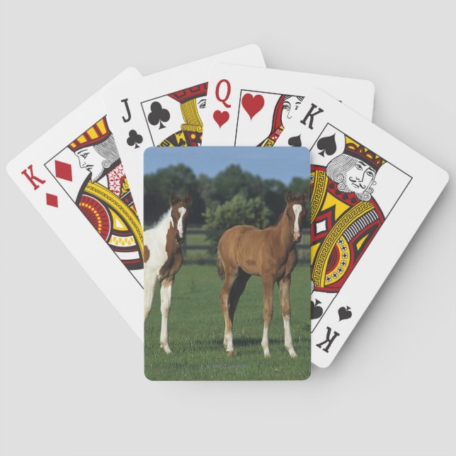 Arab Foals Standing in Grassy Field Playing Cards (Back)