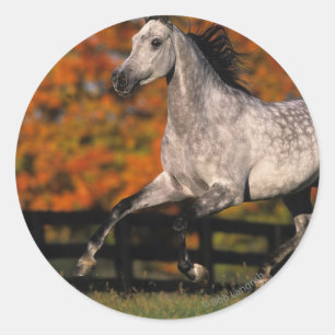 Arab Horse: Autumn 1 Classic Round Sticker
