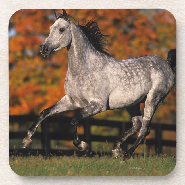 Arab Horse: Autumn 1 Coaster (Front)