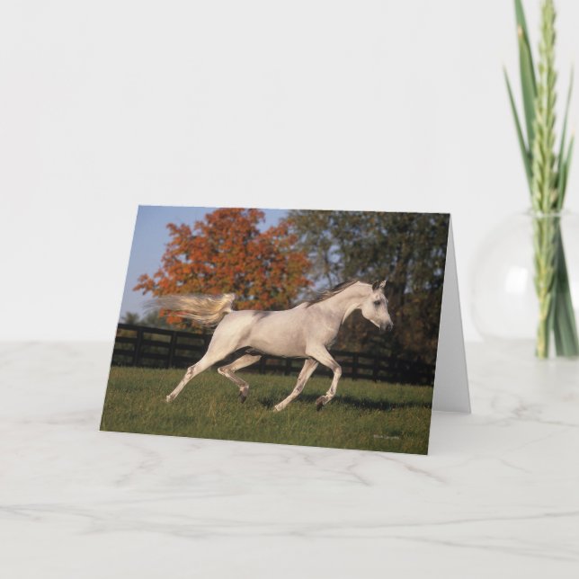 Arab Horse: Autumn 2 Card (Front)