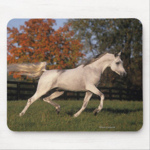 Arab Horse: Autumn 2 Mouse Mat