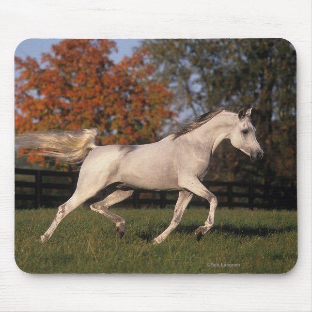Arab Horse: Autumn 2 Mouse Mat (Front)