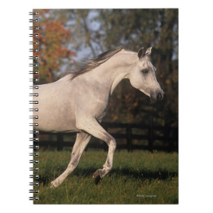 Arab Horse: Autumn 2 Notebook