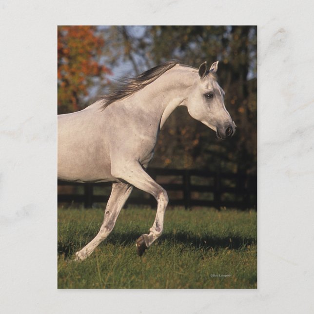 Arab Horse: Autumn 2 Postcard (Front)
