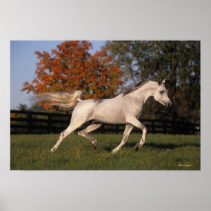 Arab Horse: Autumn 2 Poster