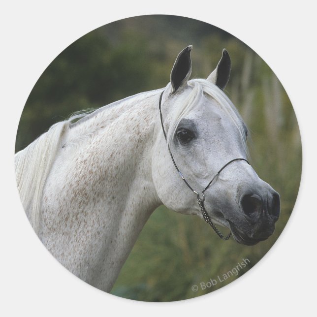 Arab Horse Headshot 1 Classic Round Sticker (Front)