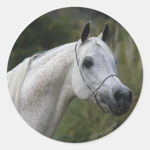 Arab Horse Headshot 1 Classic Round Sticker