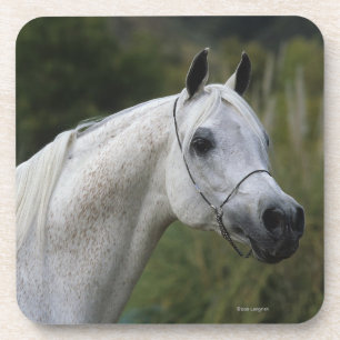 Arab Horse Headshot 1 Coaster