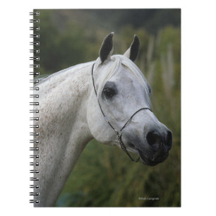 Arab Horse Headshot 1 Notebook