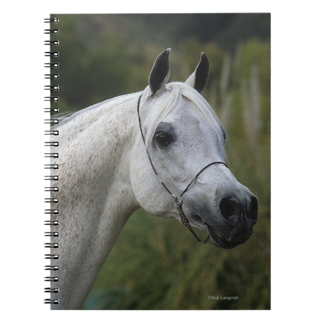 Arab Horse Headshot 1 Notebook (Front)