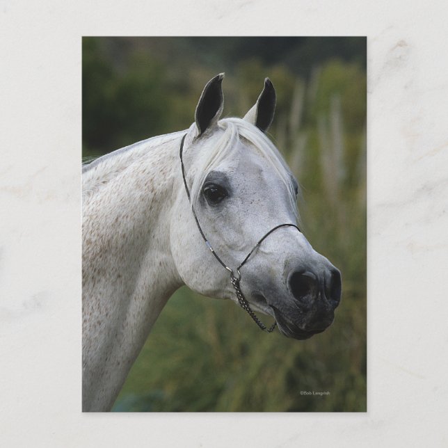 Arab Horse Headshot 1 Postcard (Front)