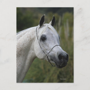 Arab Horse Headshot 1 Postcard