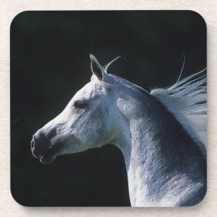Arab Horse Headshot 2 Coaster