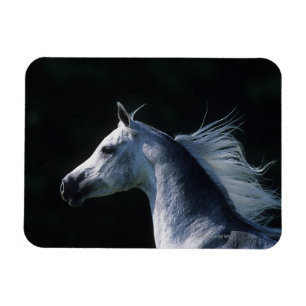 Arab Horse Headshot 2 Magnet