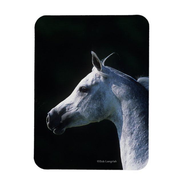 Arab Horse Headshot 2 Magnet (Vertical)