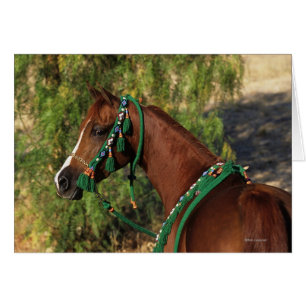 Arab Horse Headshot with Bridle