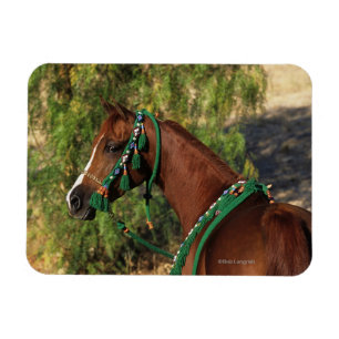 Arab Horse Headshot with Bridle Magnet